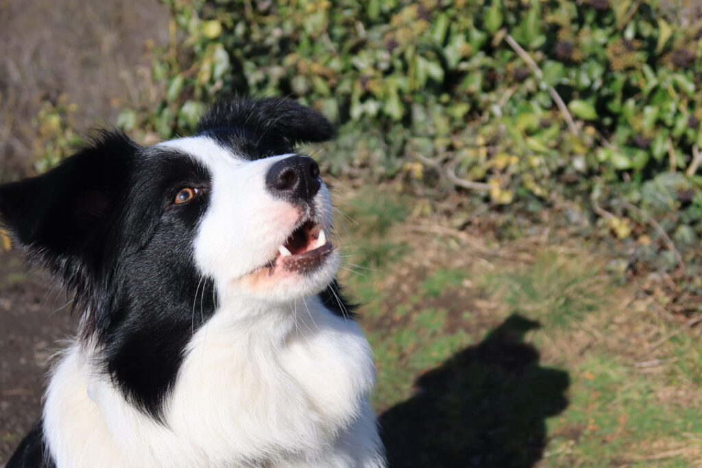Canon PowerShot G7 X Mark III review - a dog