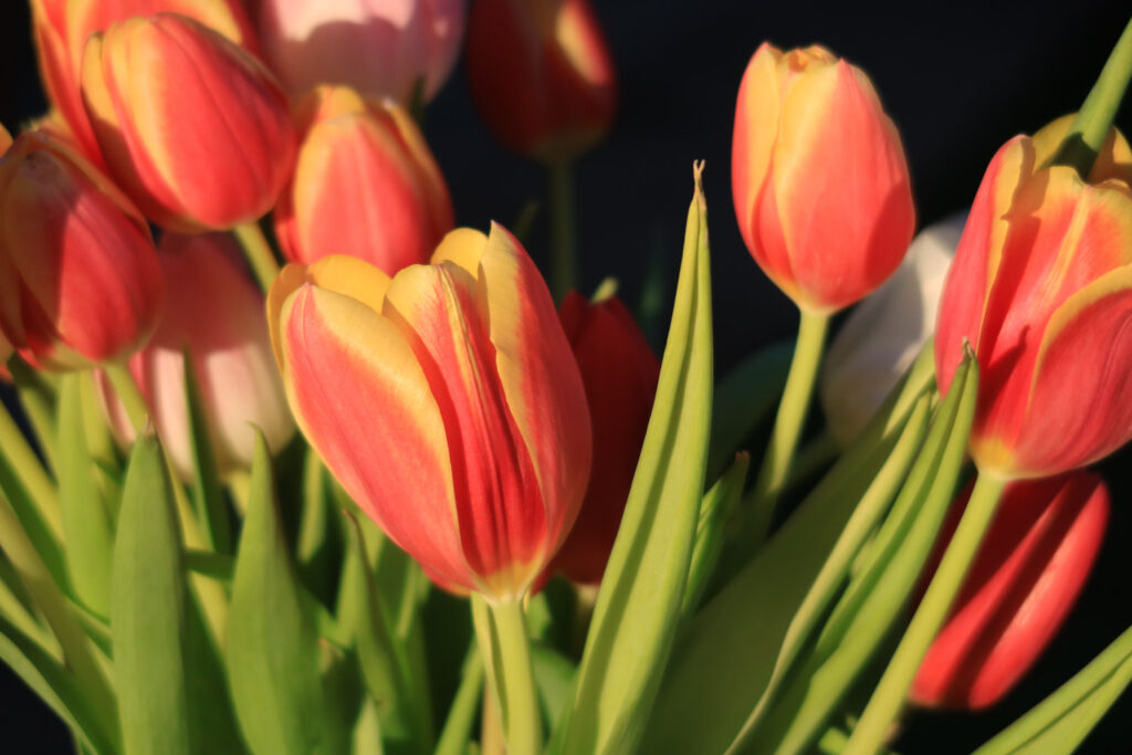 Canon PowerShot G7 X Mark III review - flowers and shadows