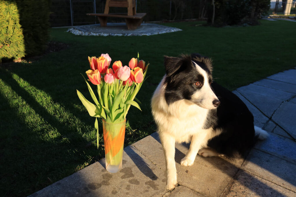 Canon PowerShot G7 X Mark III review - flowers and shadows (and a dog)