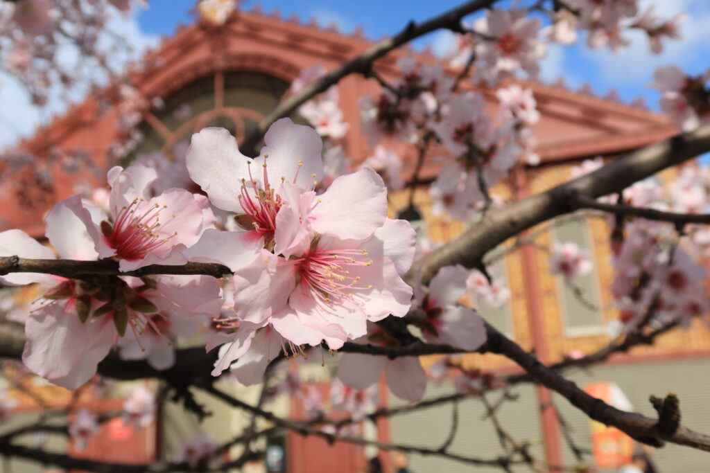 Canon PowerShot G7 X Mark III - blossoms in Barcelona