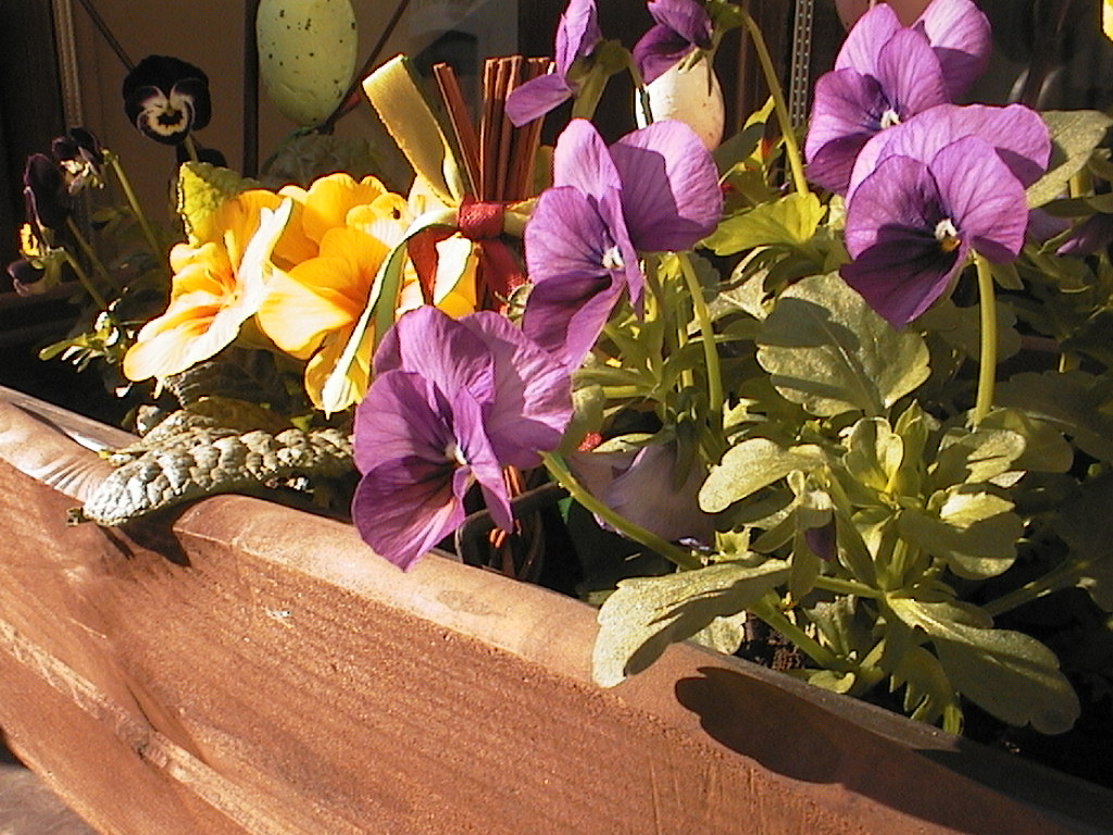 Canon PowerShot A5 - retro review - Prague flowers