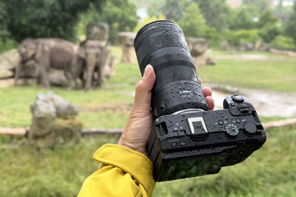 Canon R6 V and Canon RF 100-400mm f/5.6-8 IS USM