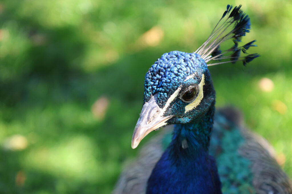Canon R8 Mark II review - peacock