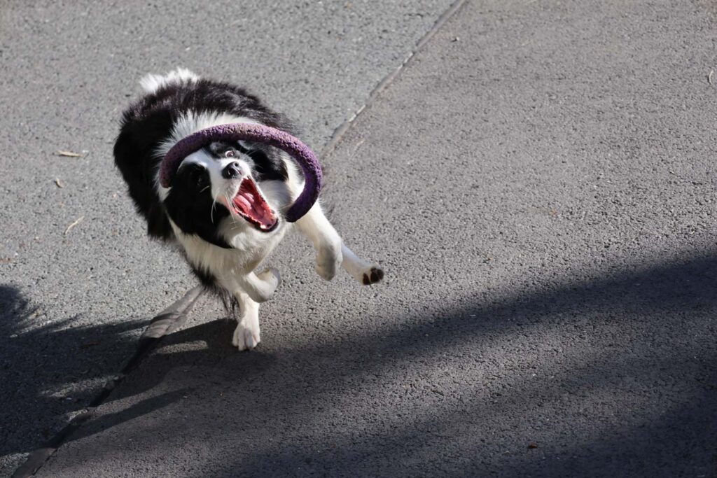 Canon R8 Mark II review - dog
