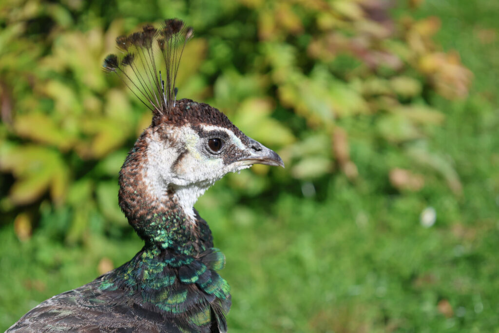 Canon R8 Mark II review - peacock