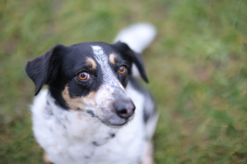 Canon RF 45mm F1.2 STM review - dog