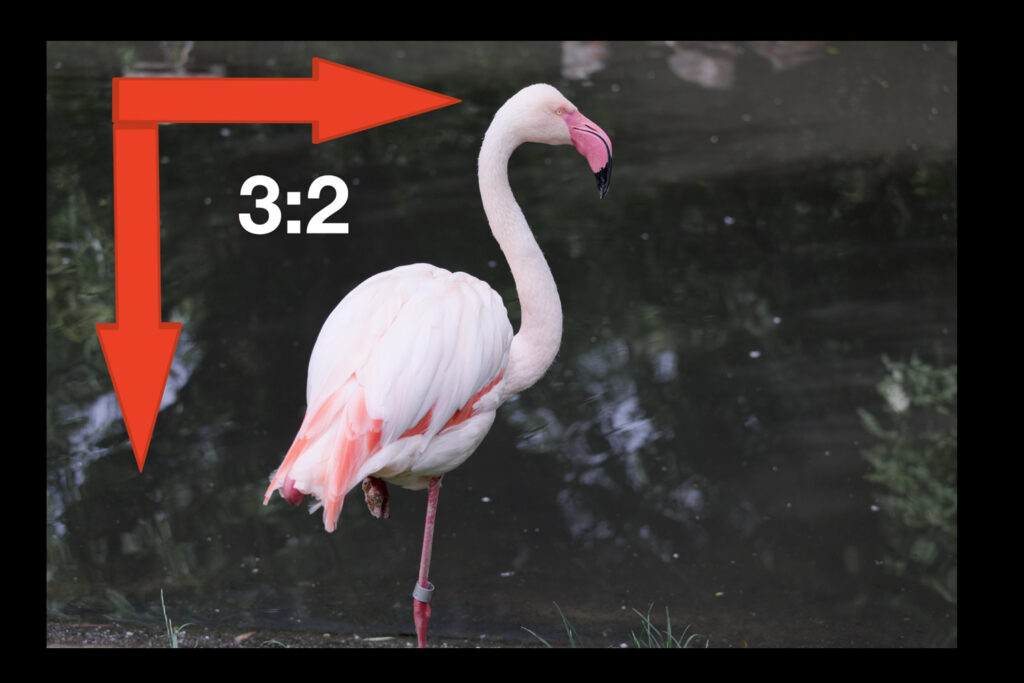 Canon R6 V and open gate video - 3:2 recording in Prague ZOO
