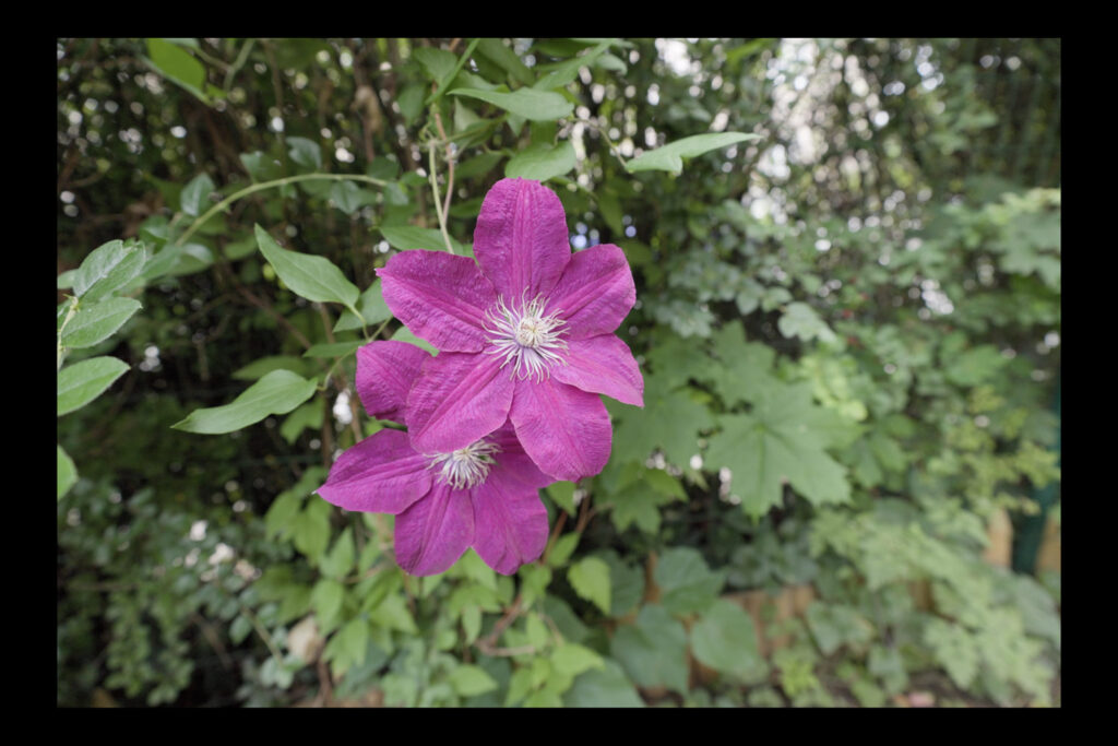 Canon R6 V and open gate video - corrections with LUTs in Final Cut Pro