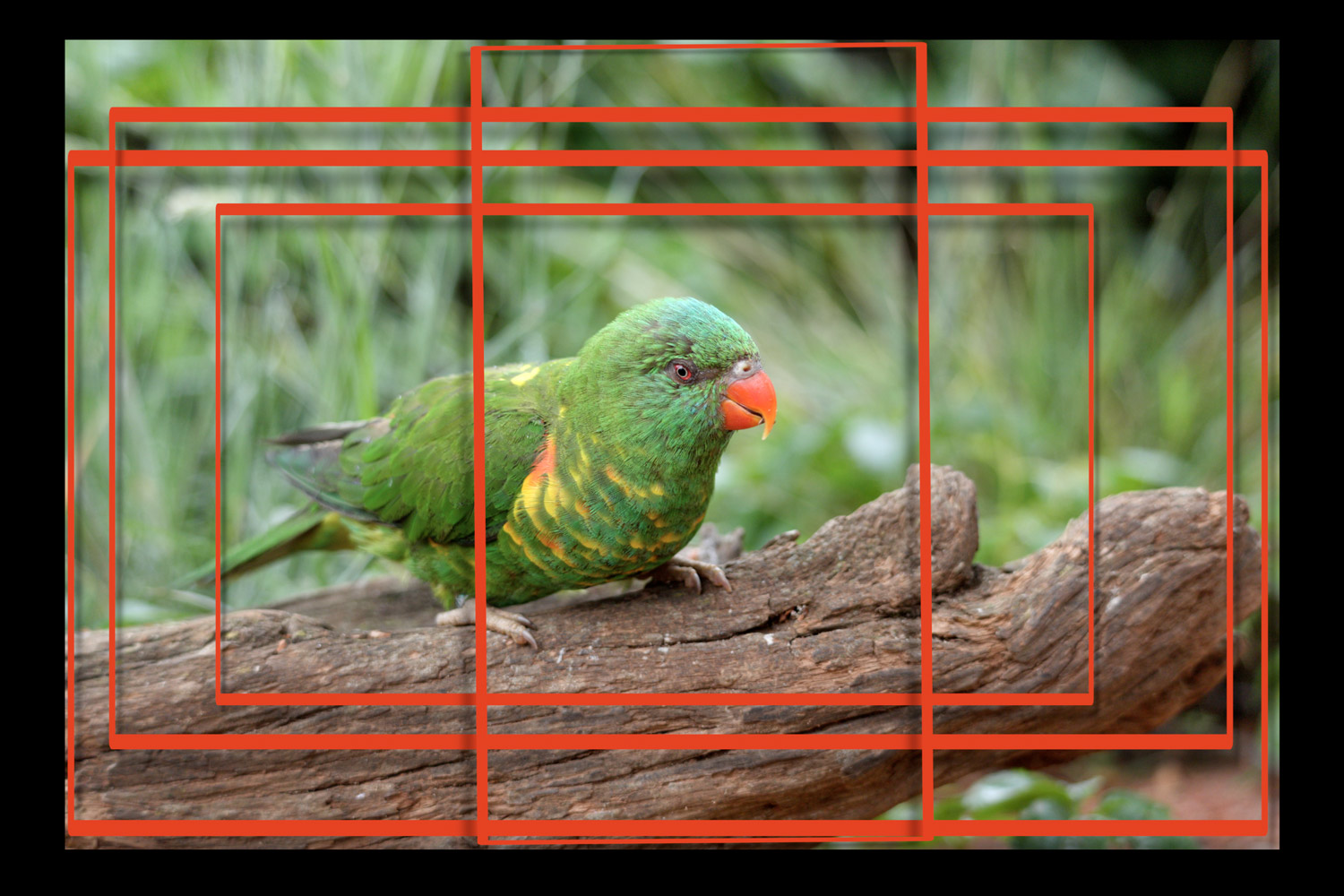 Canon R6 V and open gate video - parrot