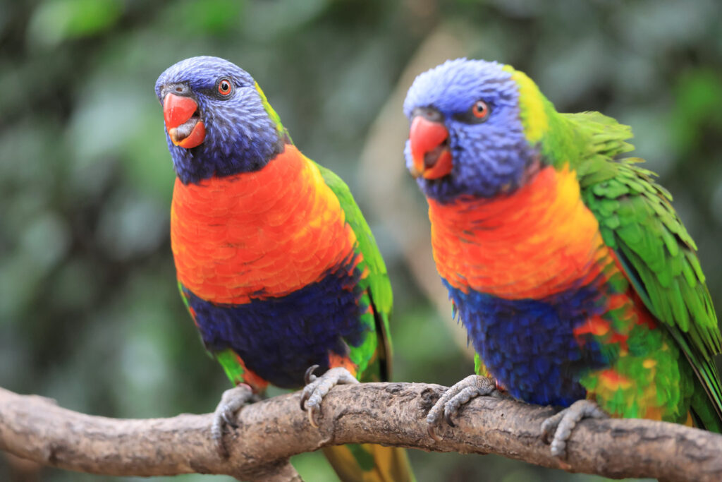 Canon RF 100-400mm f/5.6-8 IS USM - Review - Parrots