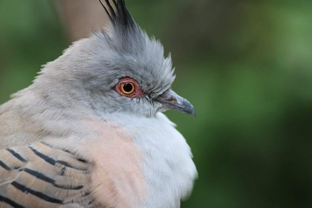 Canon RF 100-400mm f/5.6-8 IS USM - Review - bird