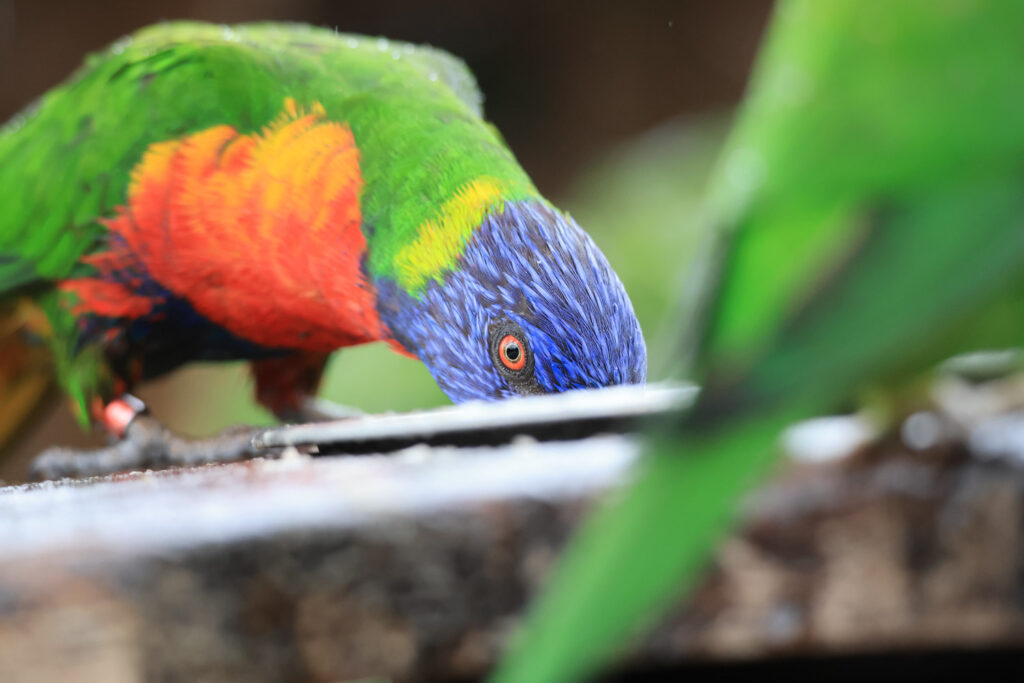 Canon RF 100-400mm f/5.6-8 IS USM - Review - Parrot