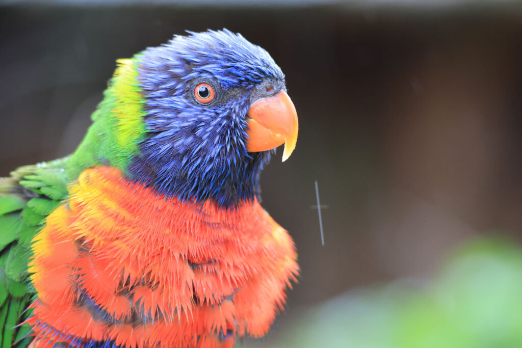 Canon RF 100-400mm f/5.6-8 IS USM - Review - Parrot