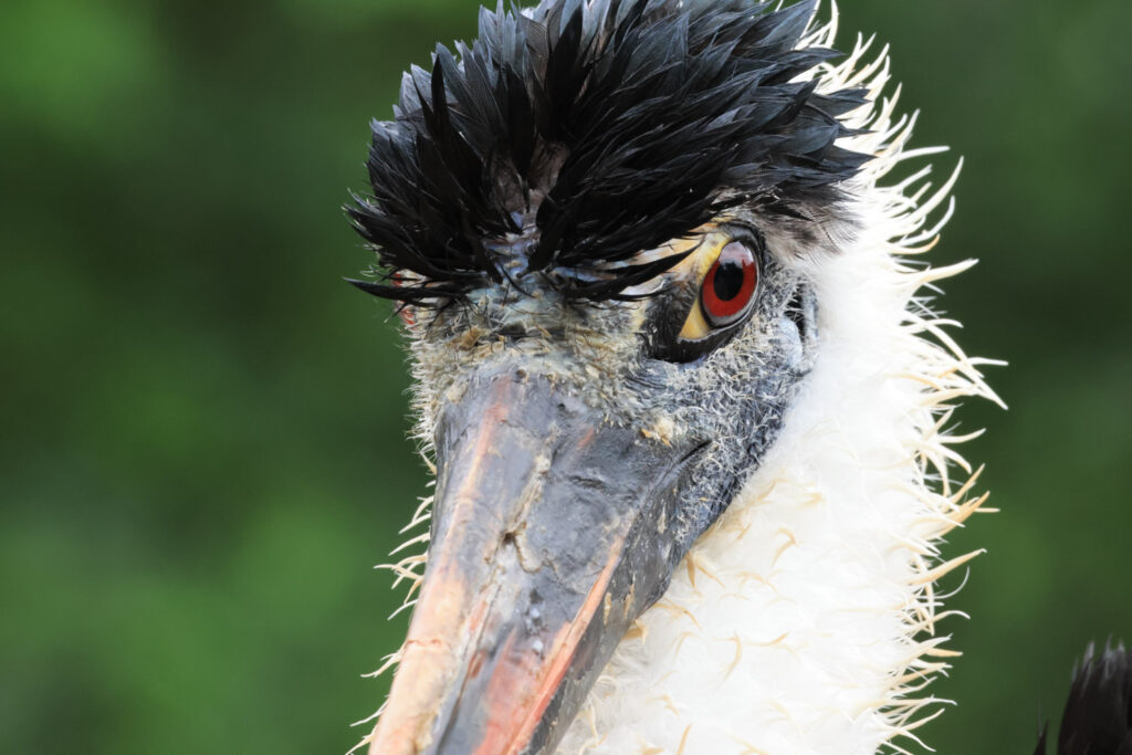 Canon RF 100-400mm f/5.6-8 IS USM - Review - bird