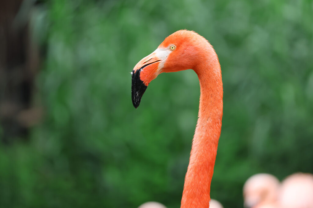 Canon RF 100-400mm f/5.6-8 IS USM - Review - flamingo