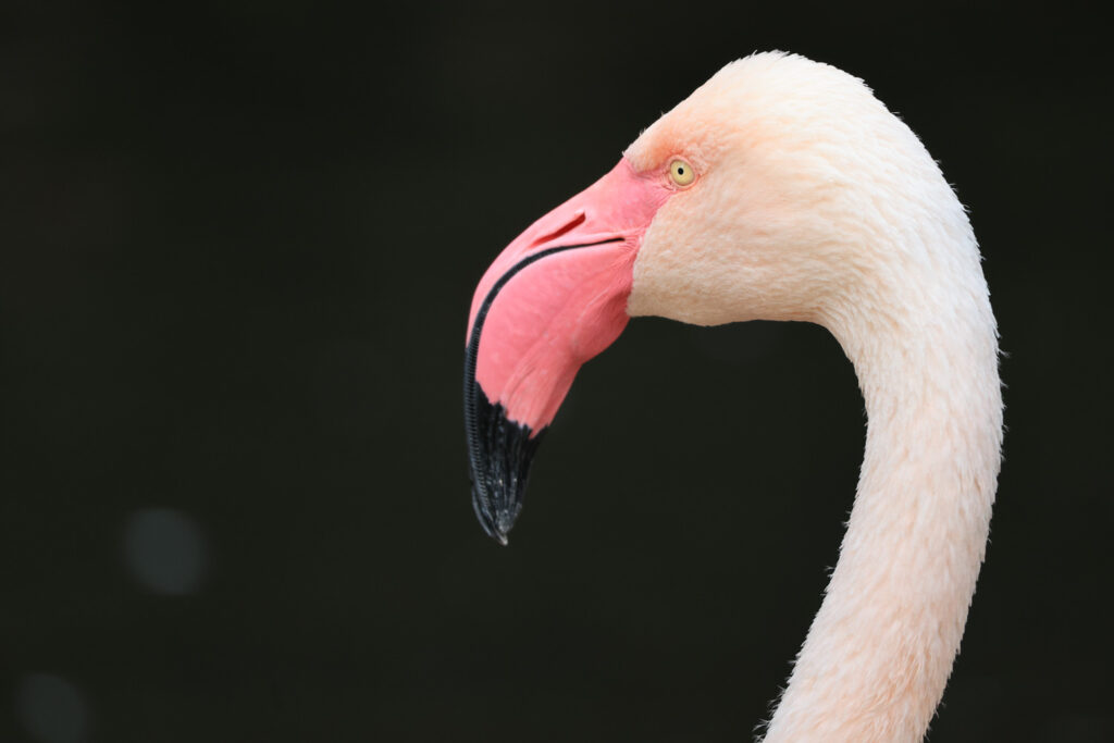 Canon RF 100-400mm f/5.6-8 IS USM - Review - flamingo