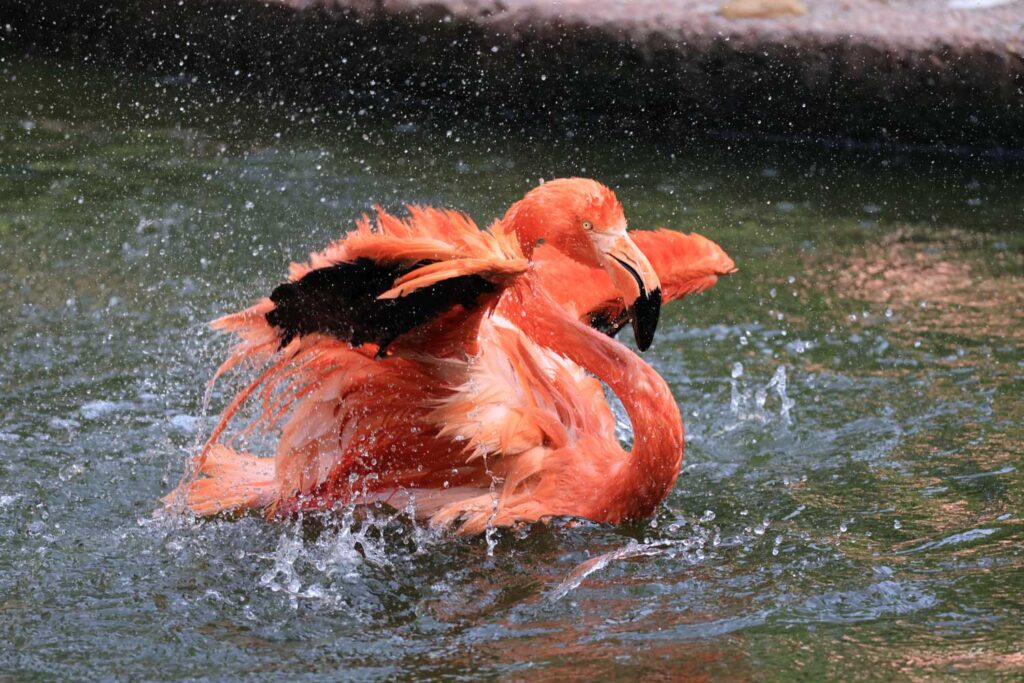 Canon RF 100-400mm f/5.6-8 IS USM - Review - flamingo