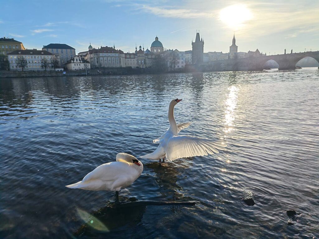 Honor Magic V5 review - swans in Prague