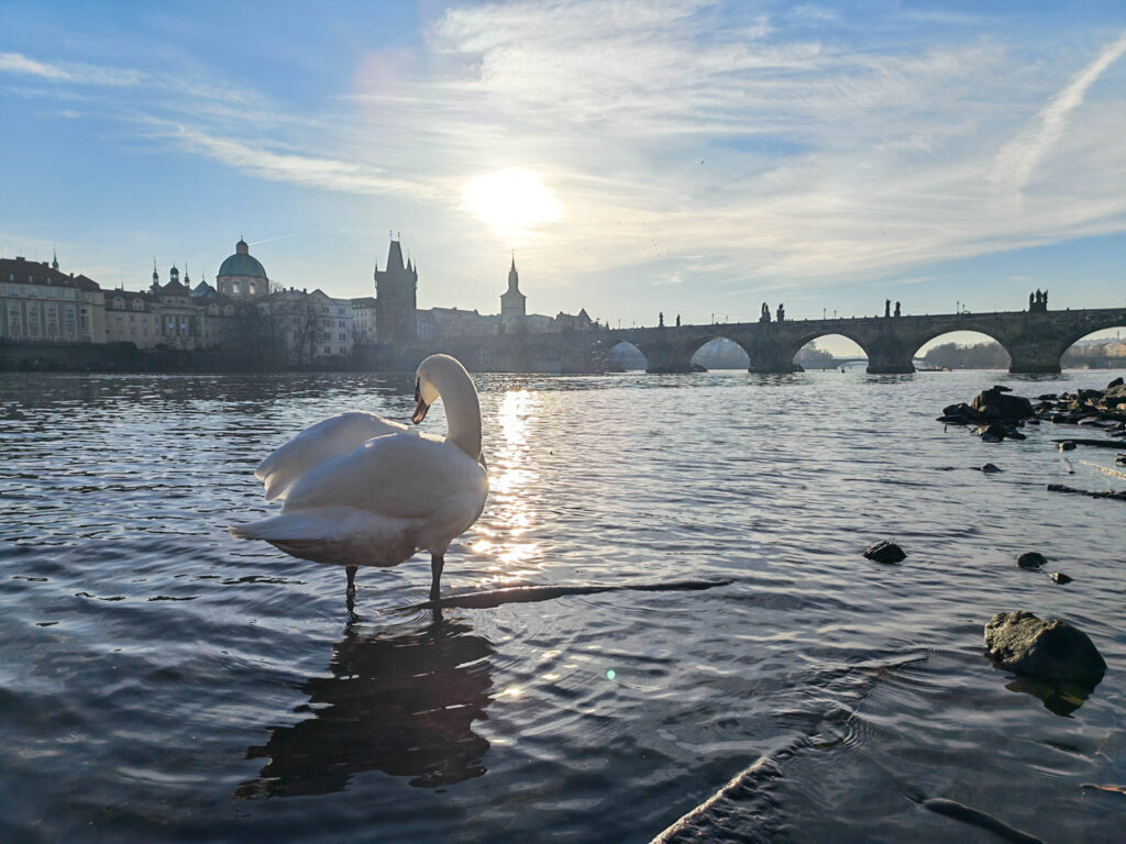 Honor Magic V5 - test in Prague, swan