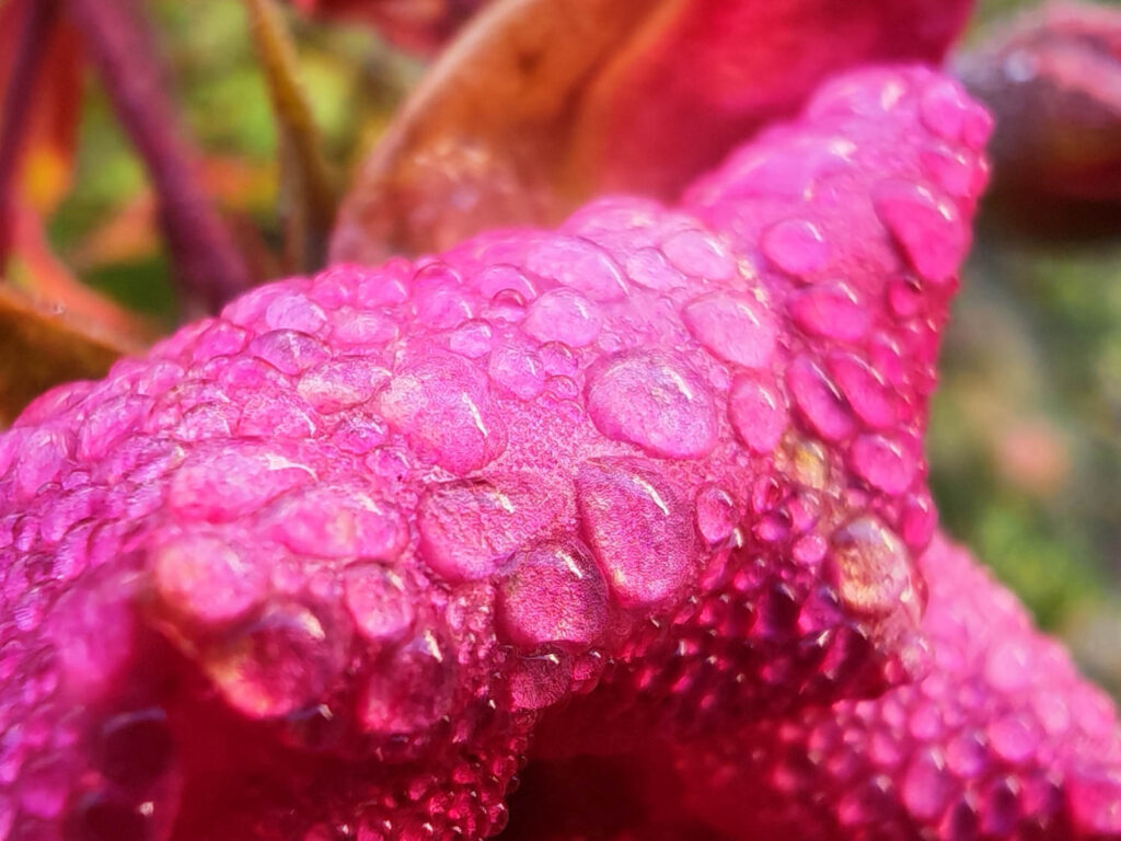 Honor Magic V5 review - macro