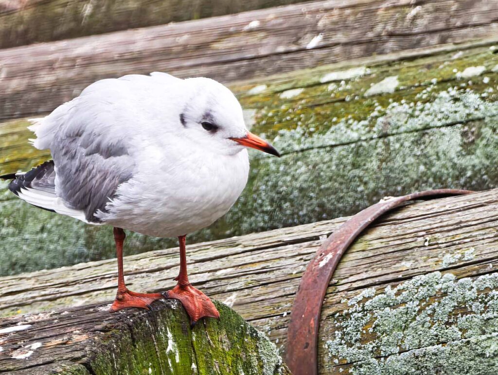Leica Leitzphone review - a bird