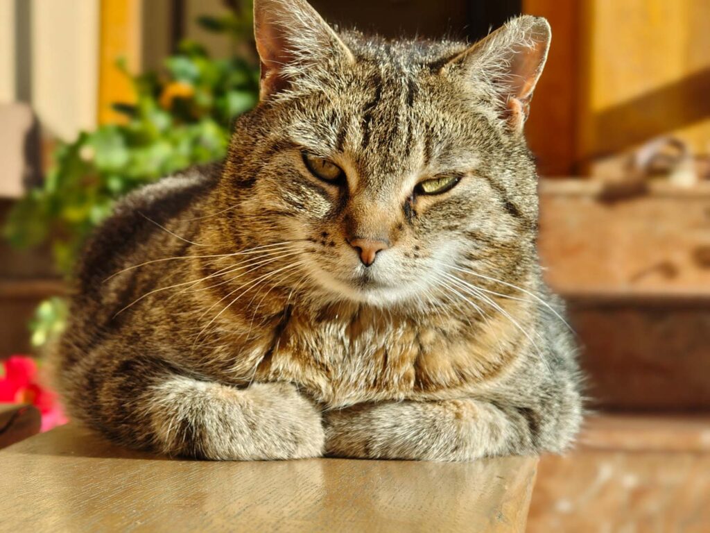 Nothing Phone (3a) Pro review and sample photos - cat