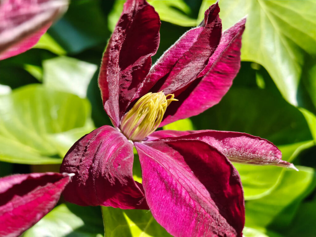 Nothing Phone (3a) Pro review and sample photos - flower