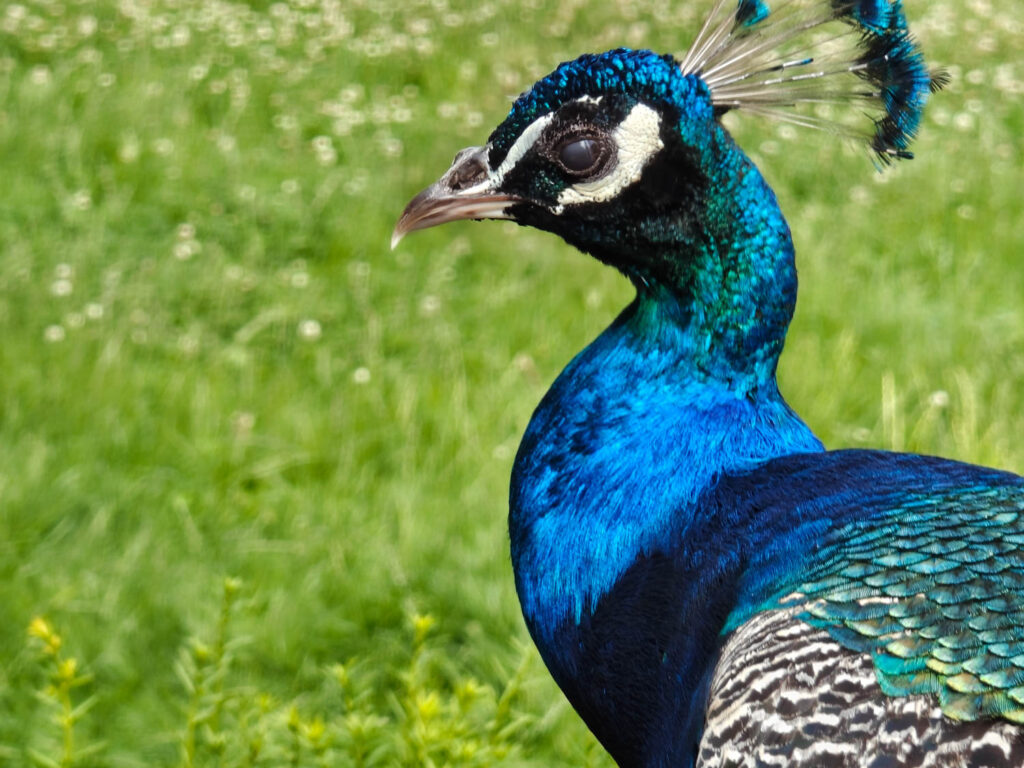 Nothing Phone (3a) Pro review and sample photos - peacock