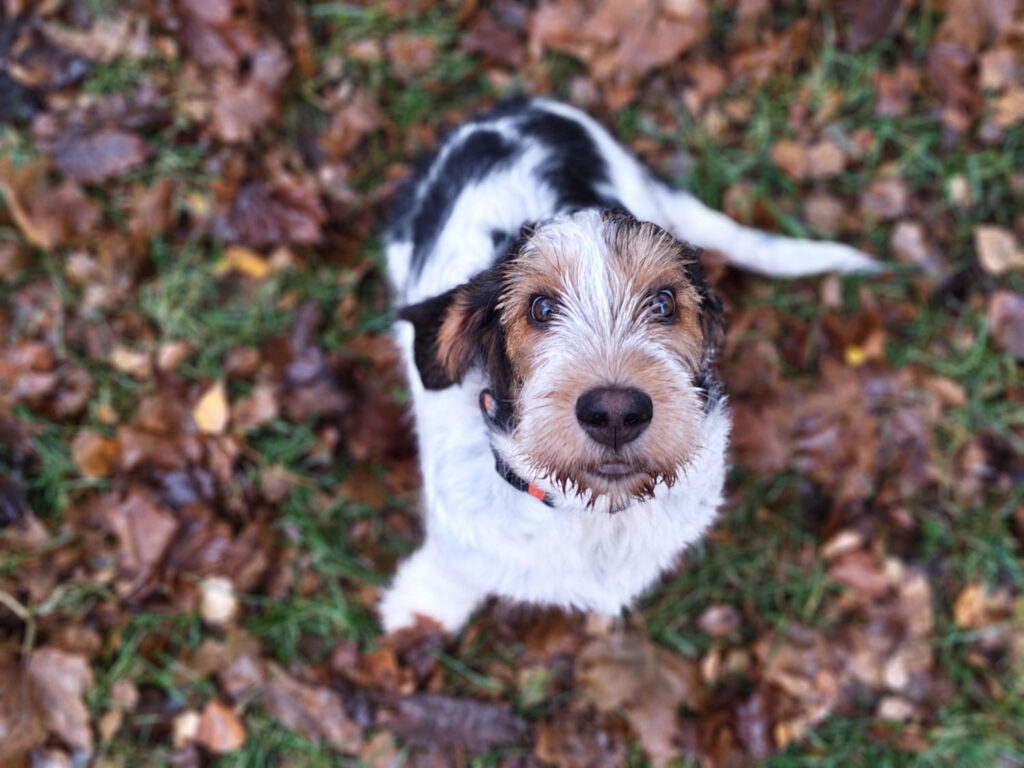 Nothing Phone (3a) Pro review and sample photos - dog