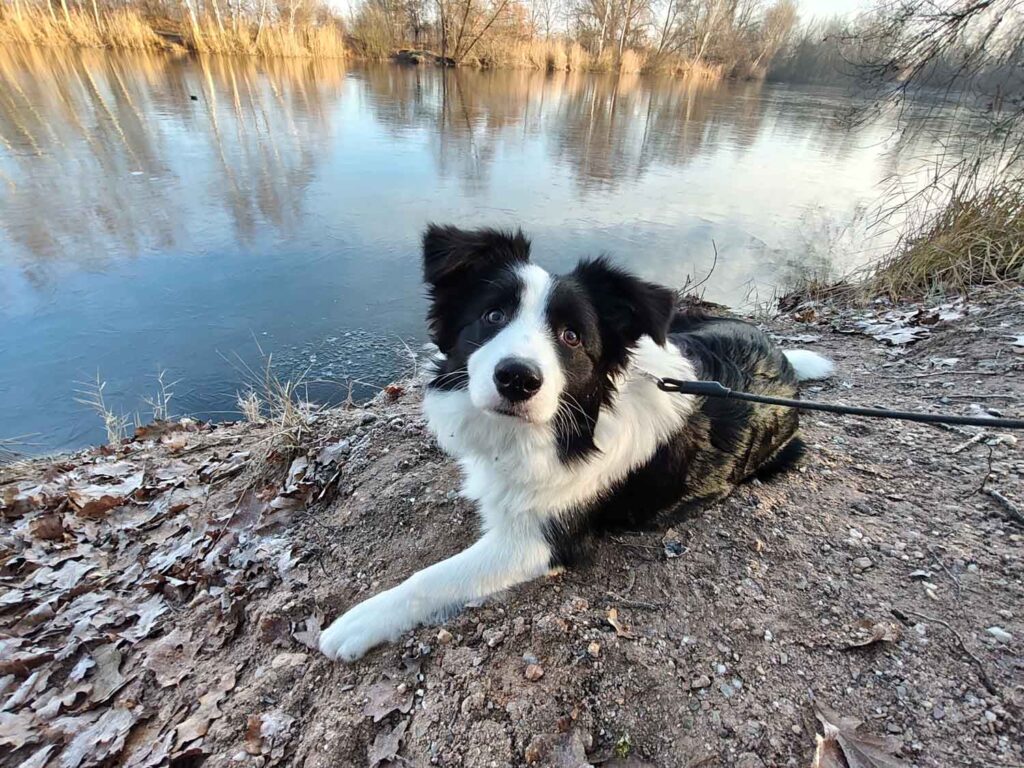 Xiaomi Redmi Note 15 Pro+ 5G review - landscape - dog