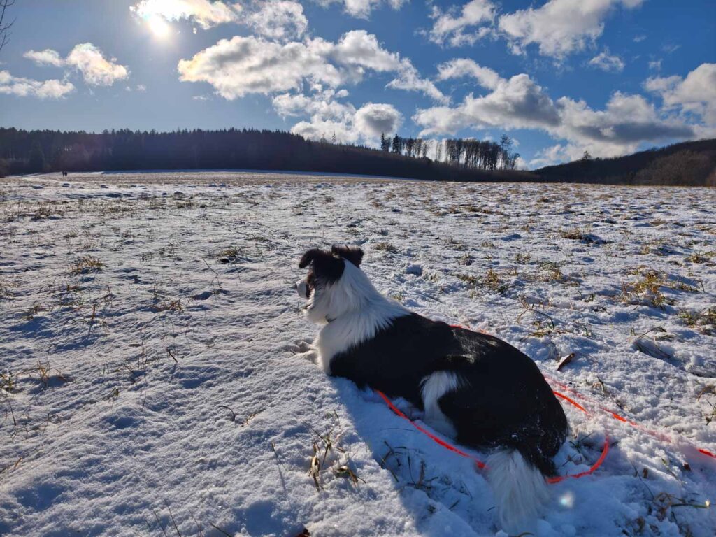 Xiaomi Redmi Note 15 Pro+ 5G review - dog in snow