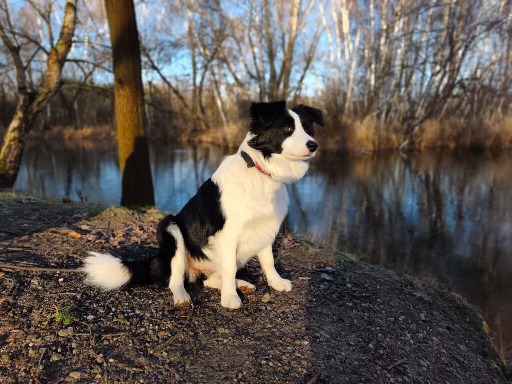 Xiaomi Redmi Note 15 Pro+ 5G review - landscape - dog