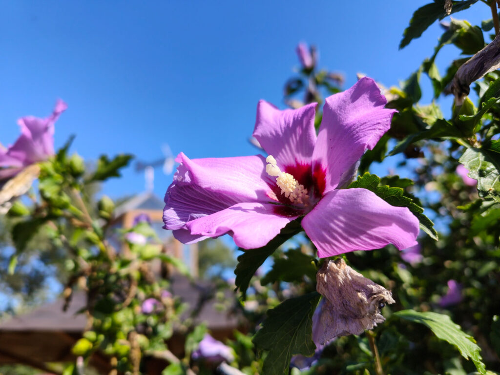 Xiaomi Redmi Note 17 Pro Max 5G review - flowers