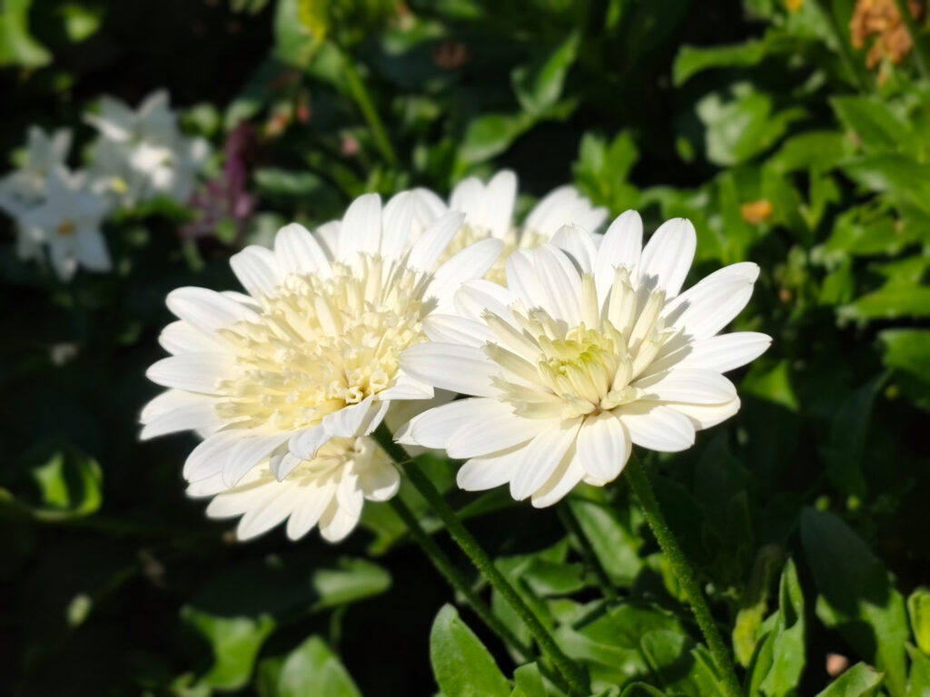 Xiaomi Redmi Note 17 Pro Max 5G review - Prague - flowers