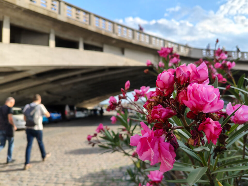 Xiaomi Redmi Note 17 Pro Max 5G review - flowers in Prague