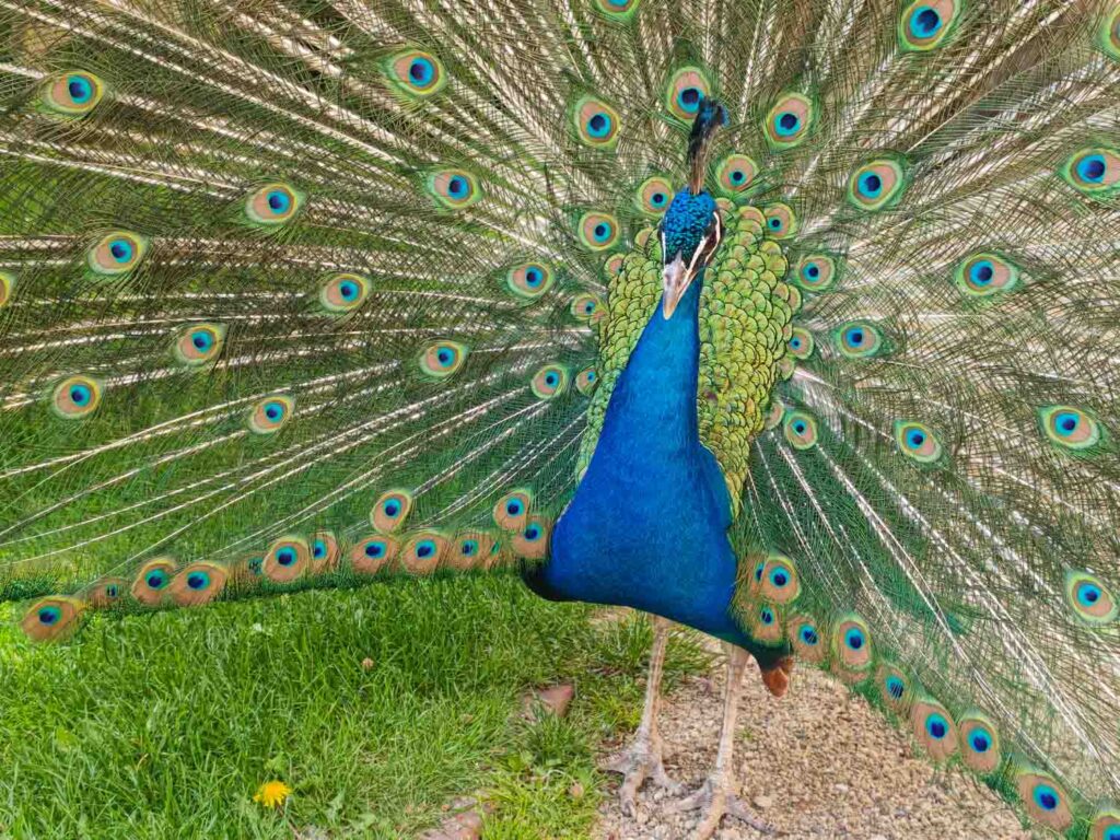 Xiaomi 17T Pro review peacock