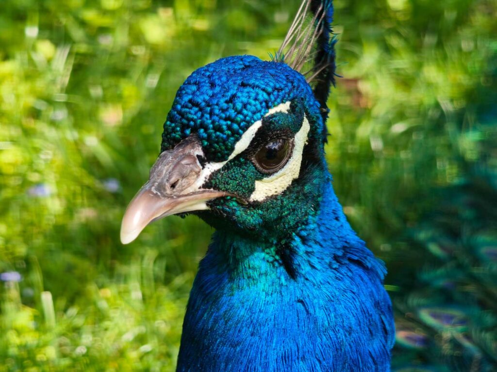 Xiaomi 17T Pro review peacock