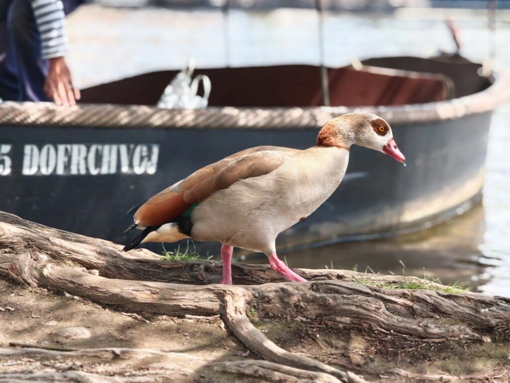 Xiaomi 17T Pro review, bird