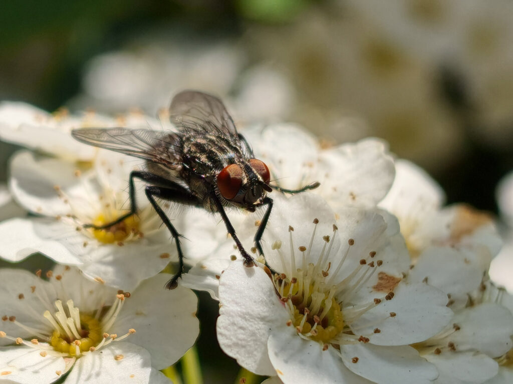 Xiaomi 17T Pro review, macro, fly