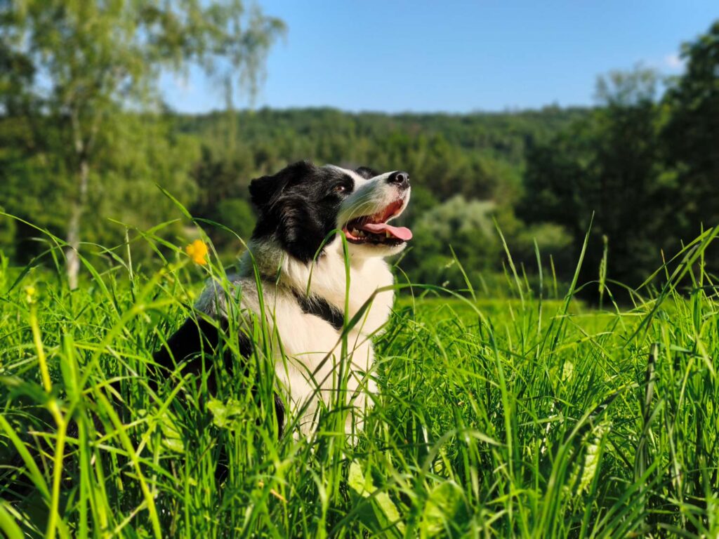 Xiaomi 17T review - dog