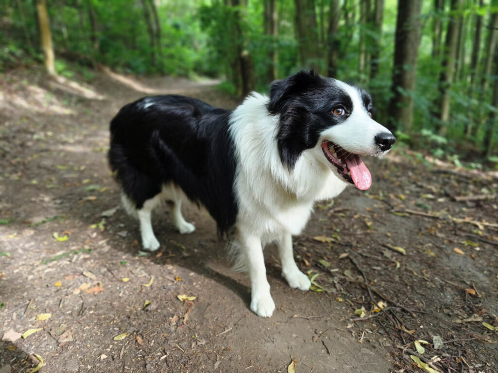 Xiaomi 17T review - dog