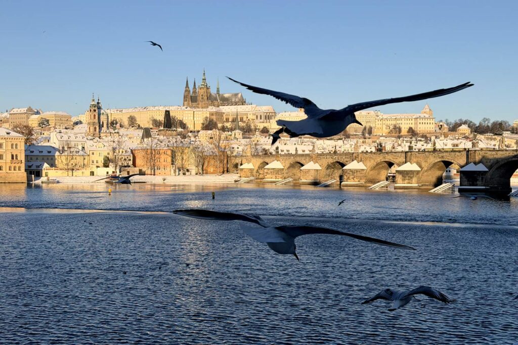Birds over Prague Castle