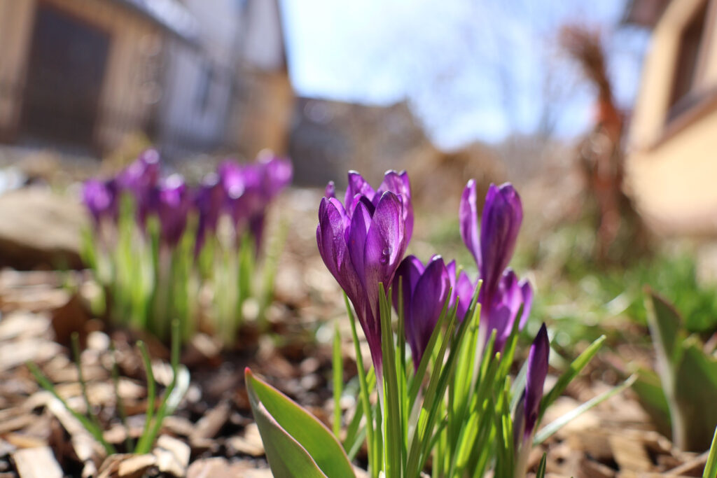 Canon R50 review