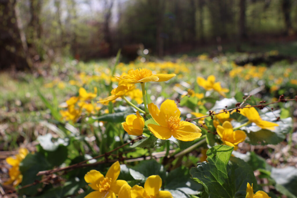 Canon R50 V review and sample photos - flowers