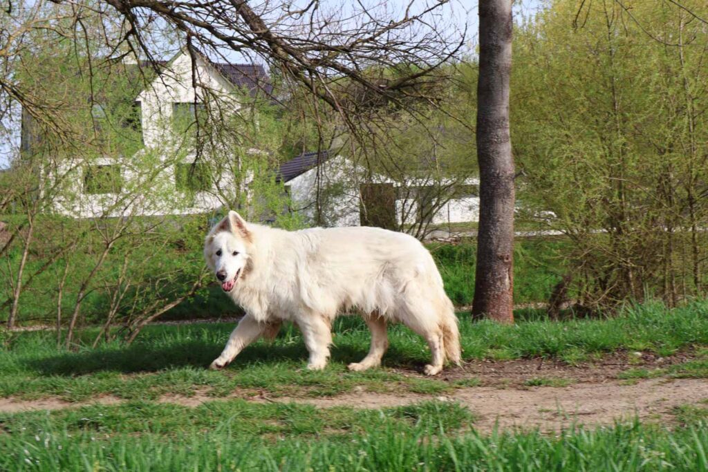 Canon R50 V review and sample photos - dog
