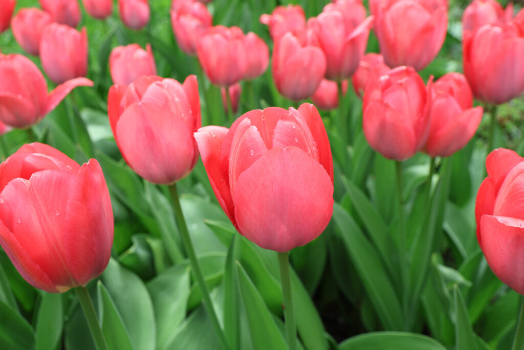 Canon R50 V review and sample photos - flowers