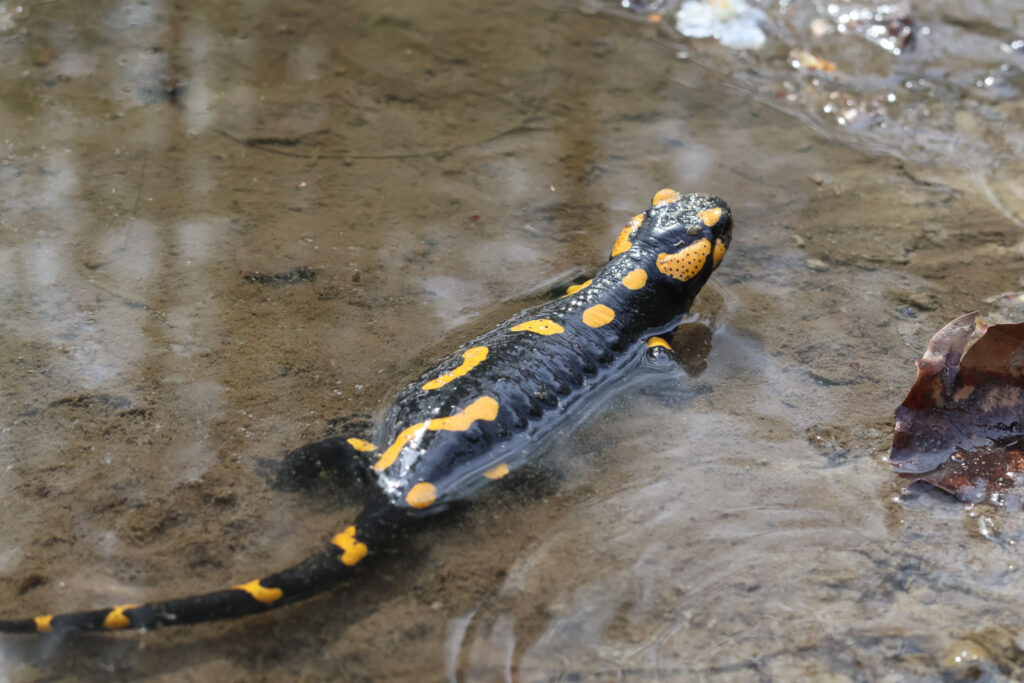 Canon R50 V review and sample photos - salamander