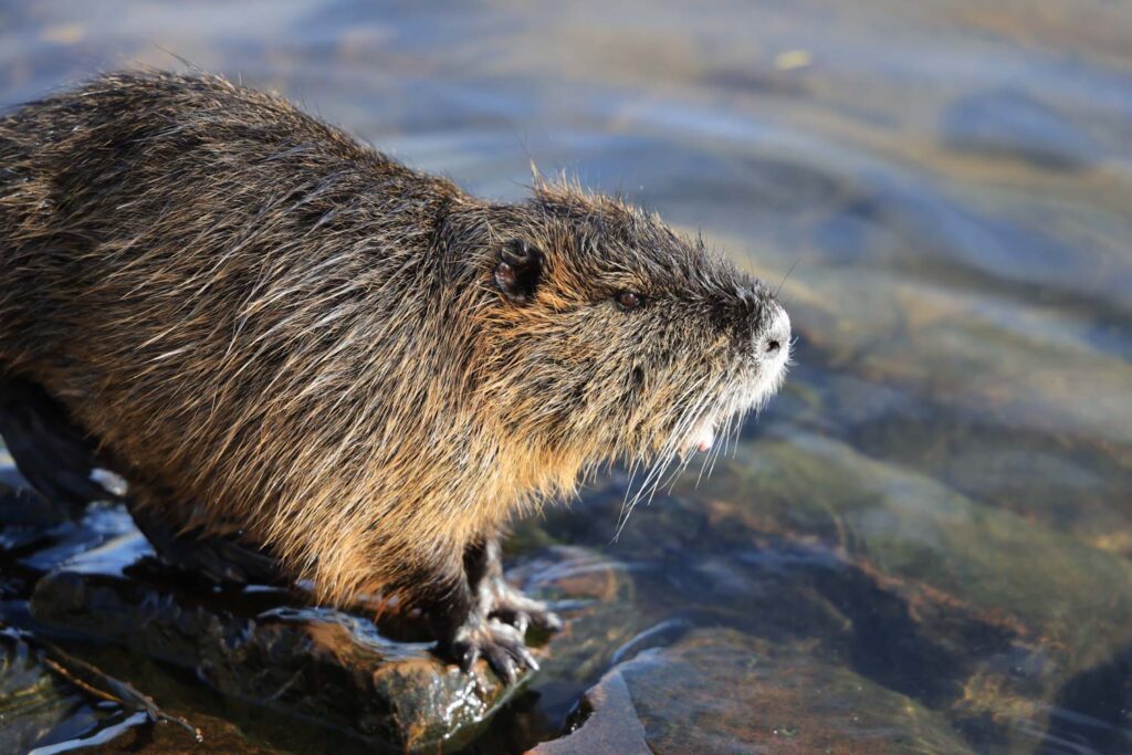 Canon R6 Mark III review and sample photos - animal