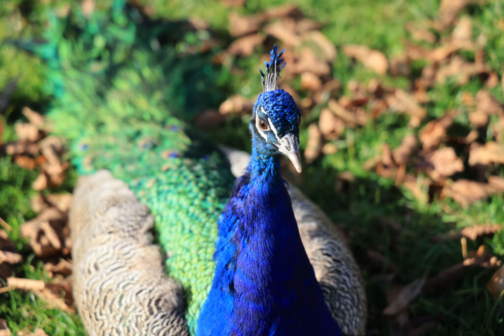 Canon R6 Mark III review and sample photos - peacock