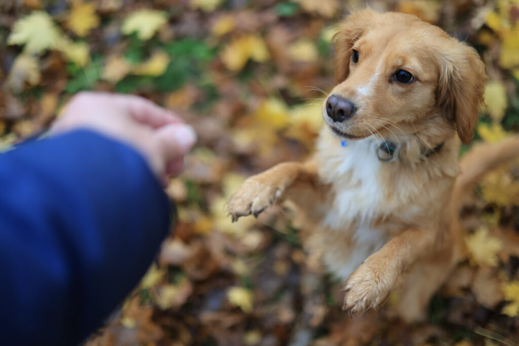 Canon R6 Mark III review and sample photos - dog